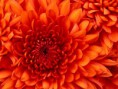/album/galerie-de-photos-page-daccueil/chrysanthemum-jpg/